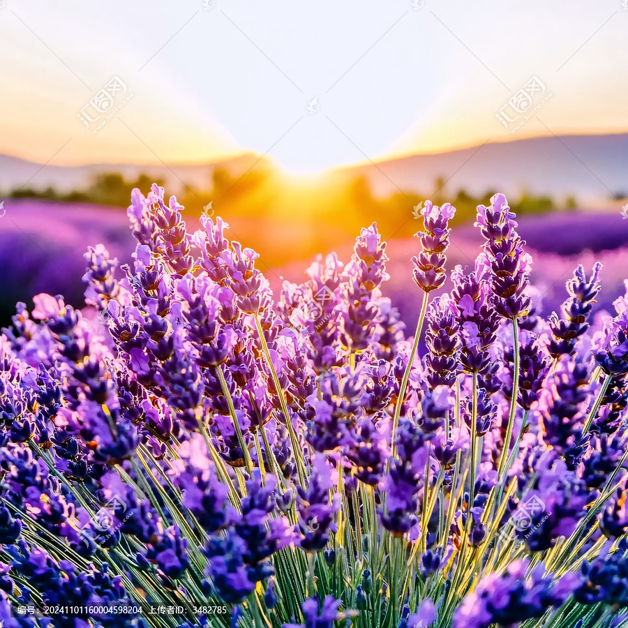 薰衣草夕陽