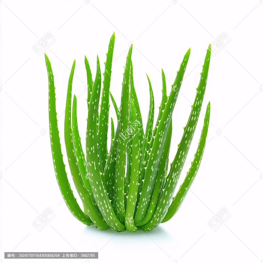 蘆薈素材