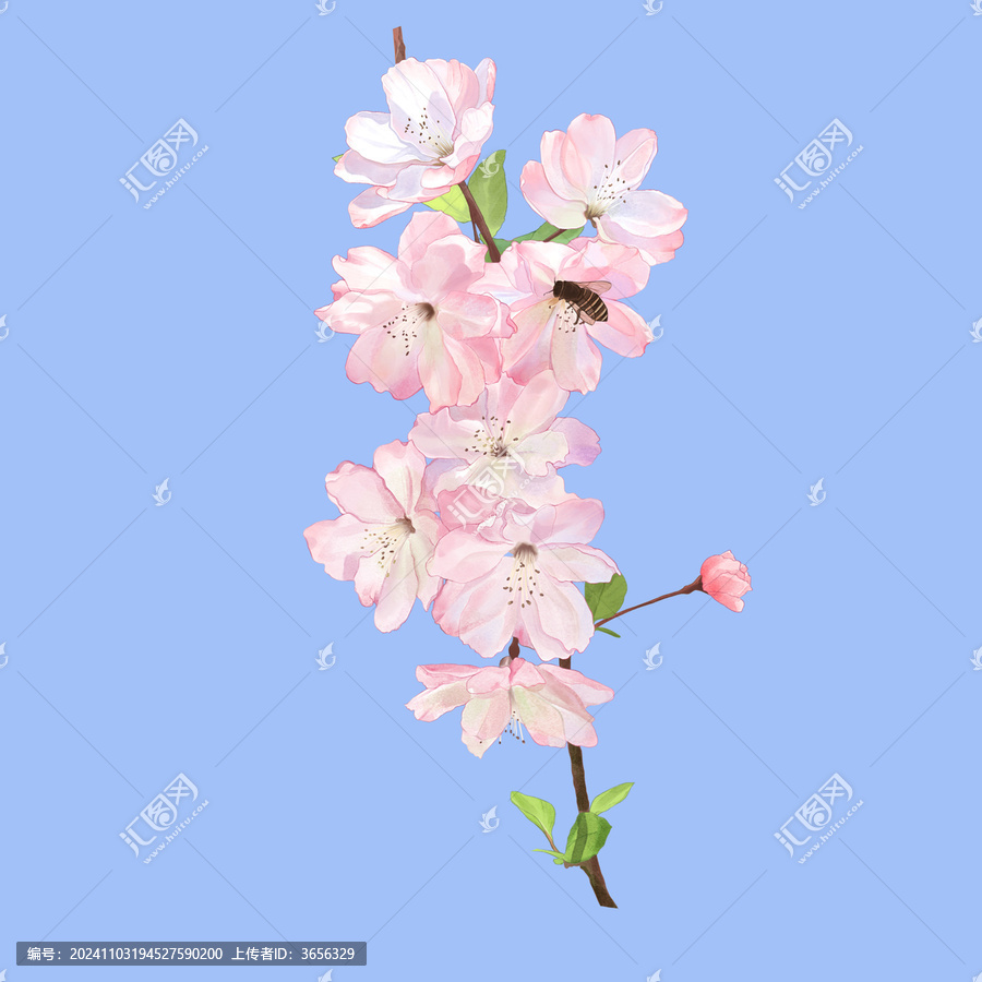 櫻花