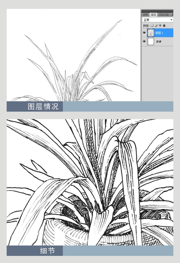 小盆栽小草金邊吊蘭鋼筆畫
