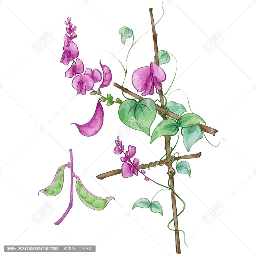 扁豆手繪中藥材水彩插畫