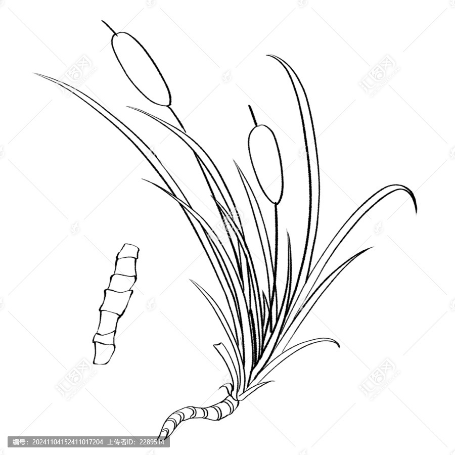 菖蒲線稿手繪中藥材水彩插畫