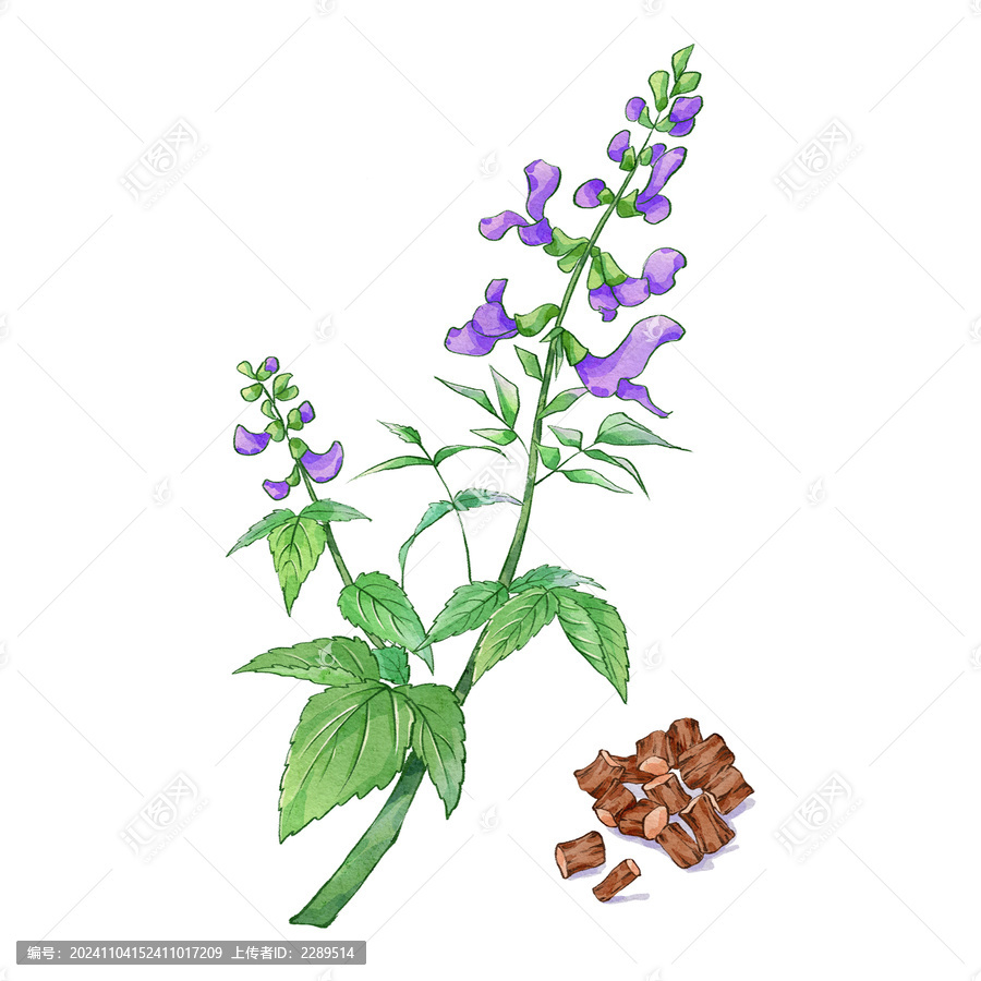 丹參手繪中藥材水彩插畫