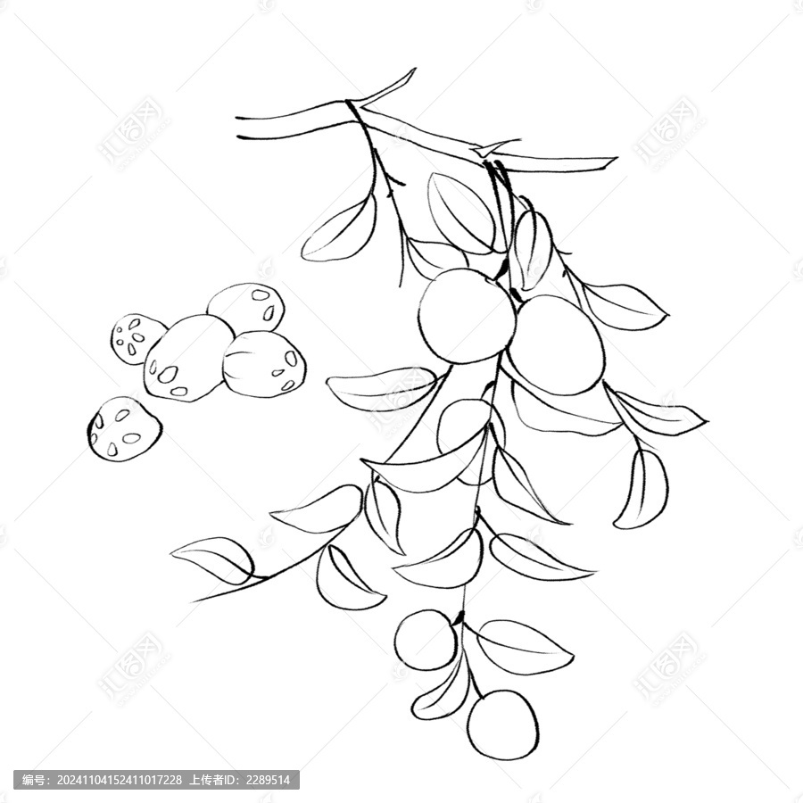 酸棗線稿手繪中藥材水彩插畫