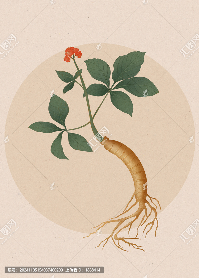人參中式國潮水彩插畫
