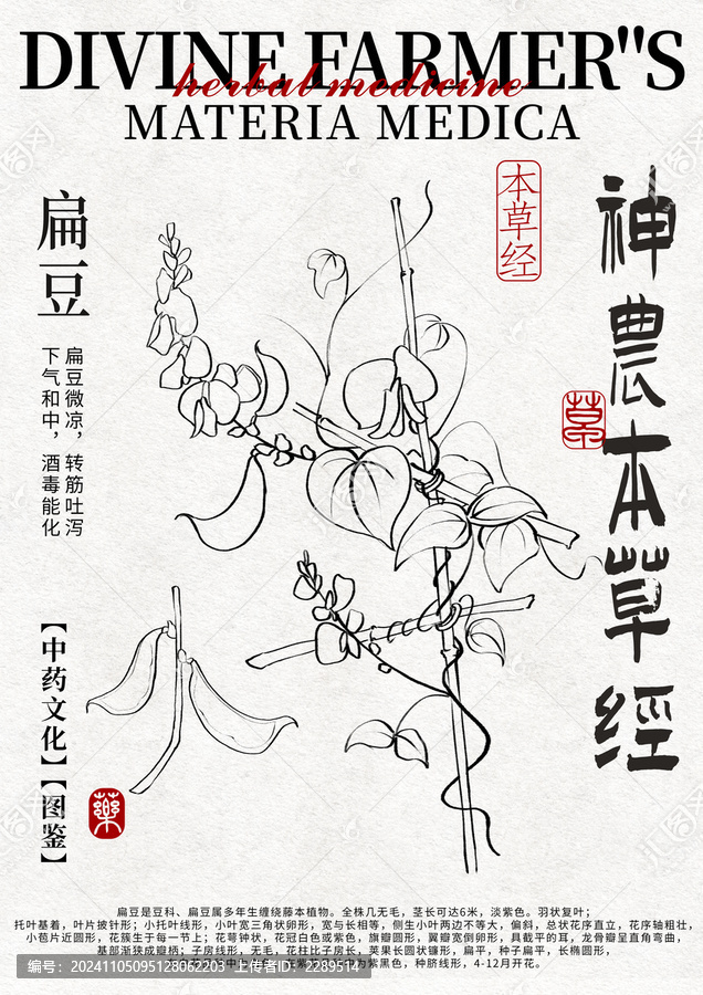 扁豆線稿中藥材水彩設計模版
