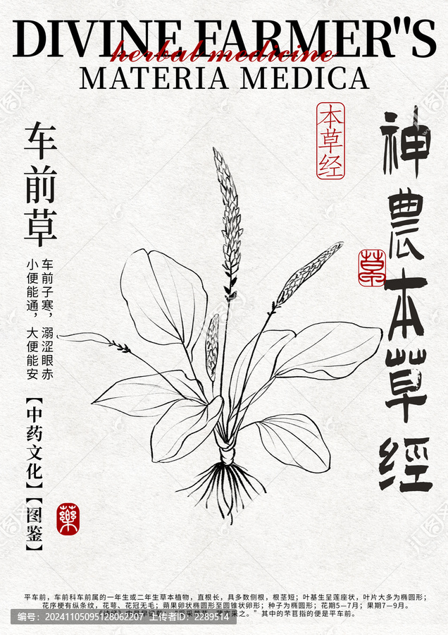 車前子線稿中藥材水彩設計模版