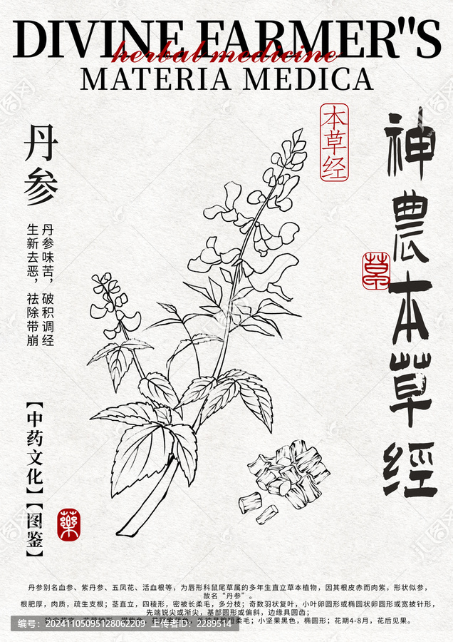 丹參線稿中藥材水彩設(shè)計模版