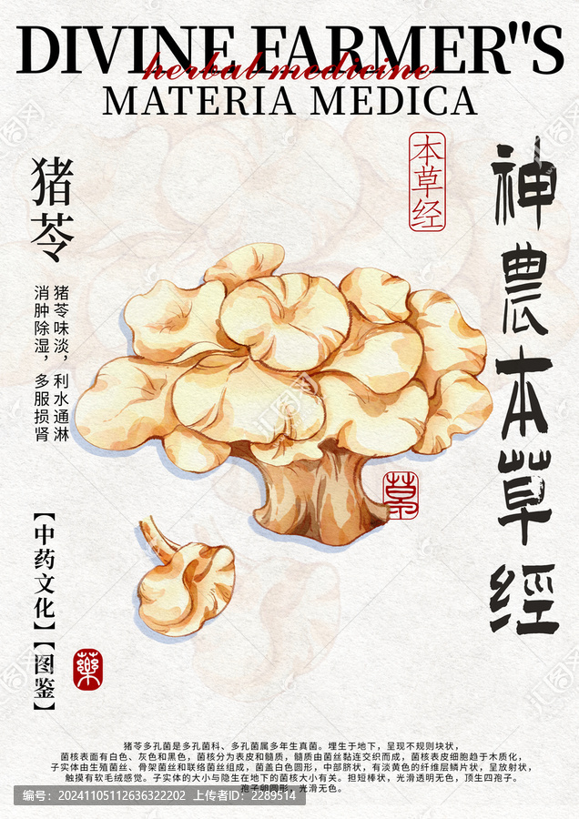 豬苓中藥材水彩設(shè)計模版