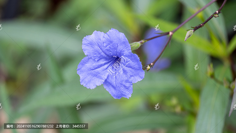 藍花草