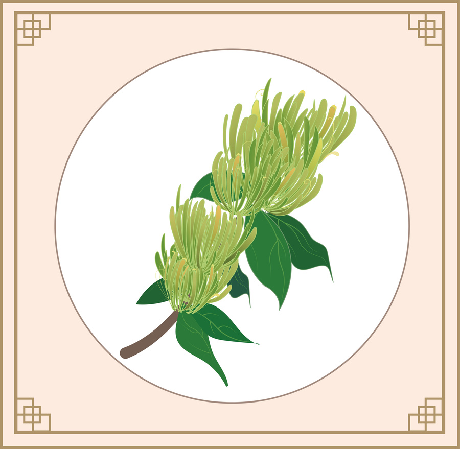 金銀花矢量素材