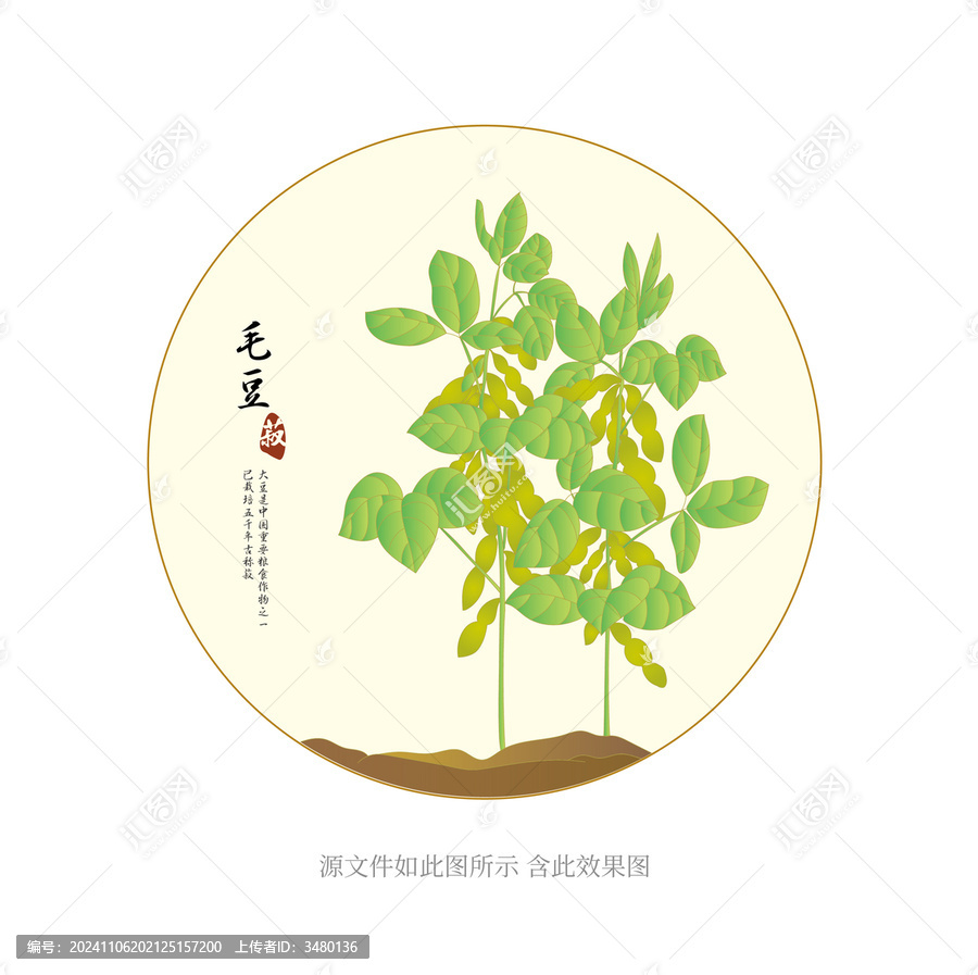 毛豆