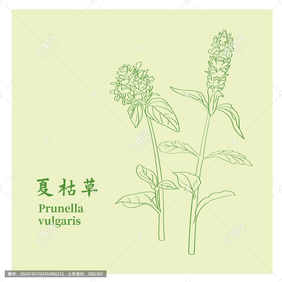 夏枯草