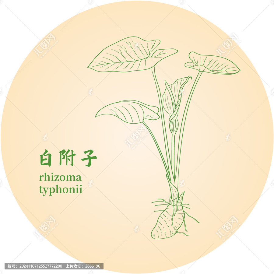 白附子
