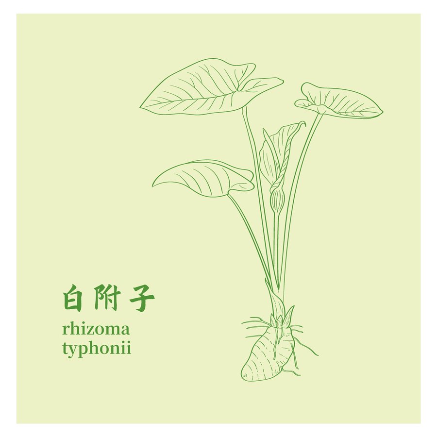 白附子