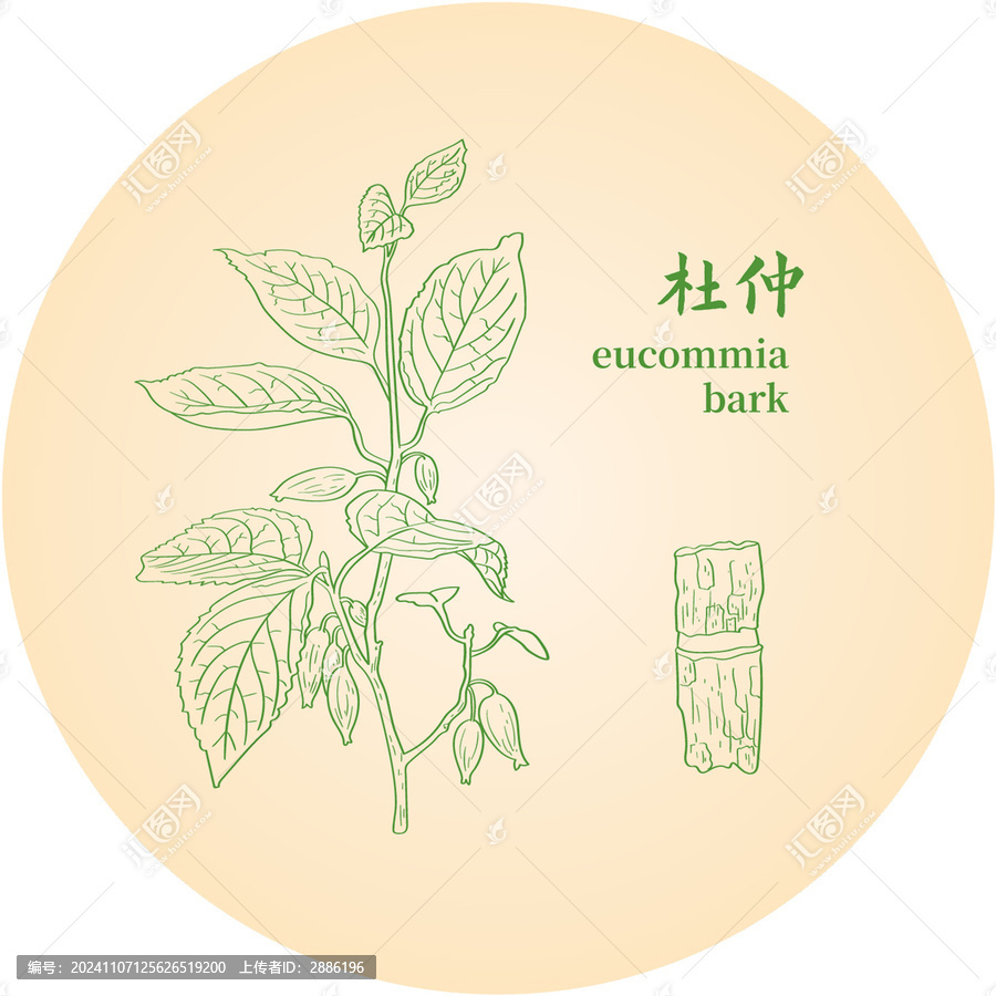 杜仲