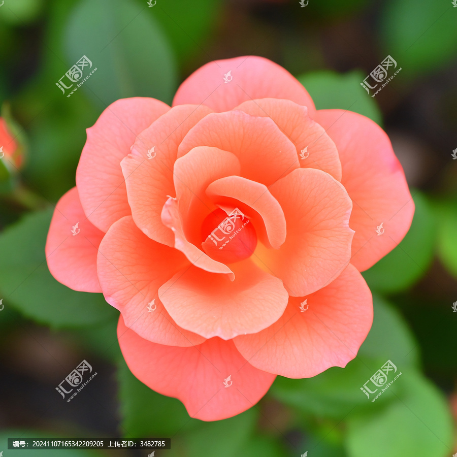鳳仙花紅色