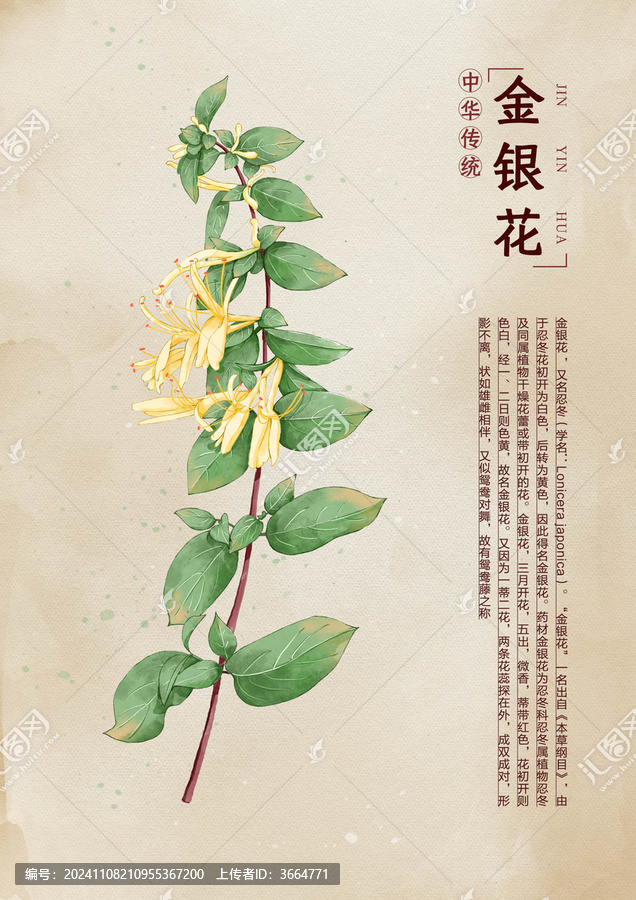 金銀花