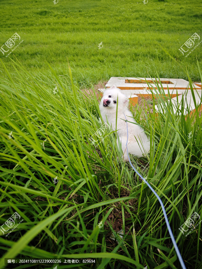 草原上的博美