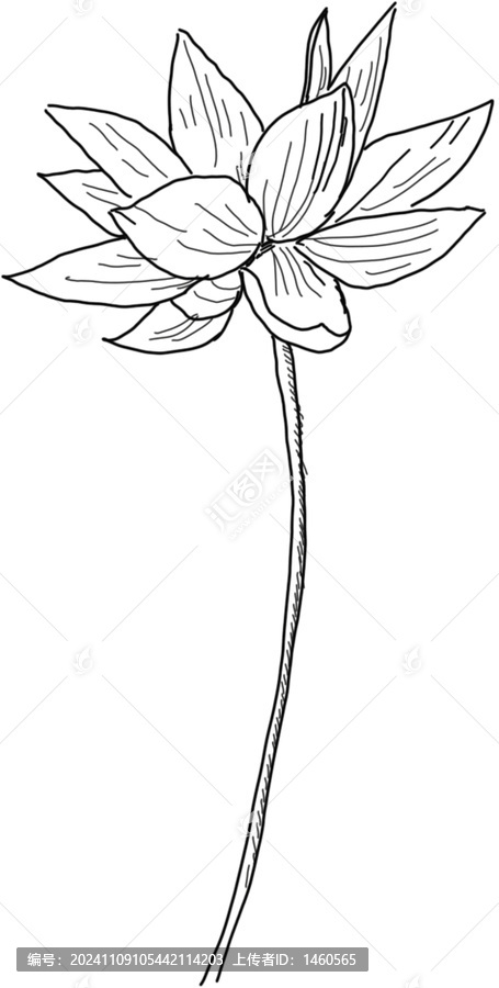蓮花