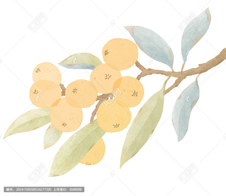 枇杷插畫