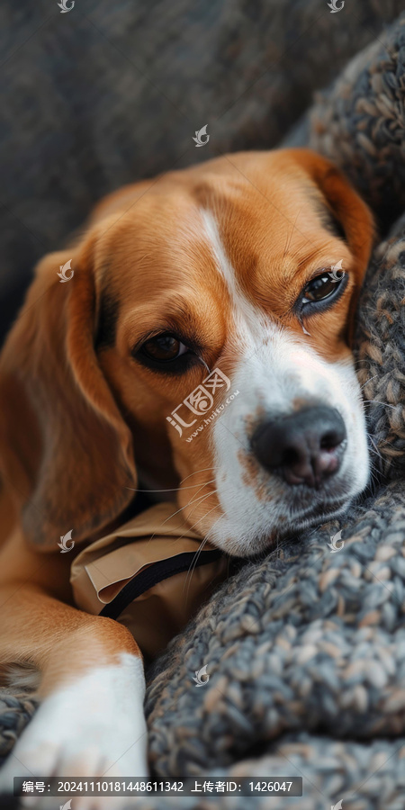 一只米格魯獵犬正躺在灰色毛毯上