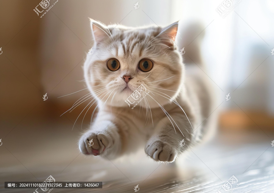 一只可愛的貓咪正在空中跳躍