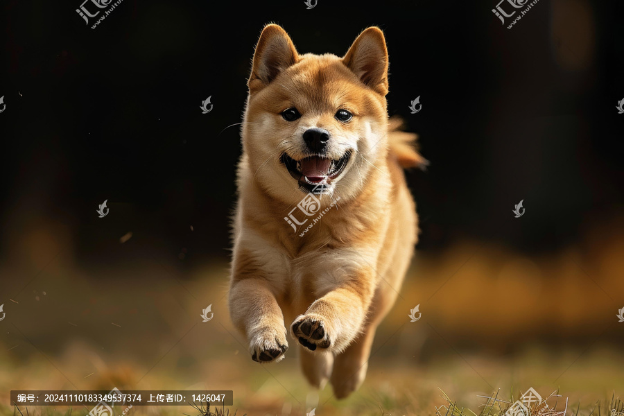 一只快樂的柴犬在田野里奔跑