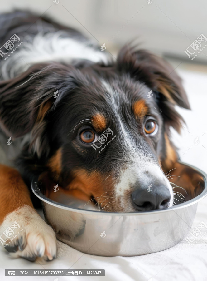 一只邊境牧羊犬正趴在金屬碗旁邊