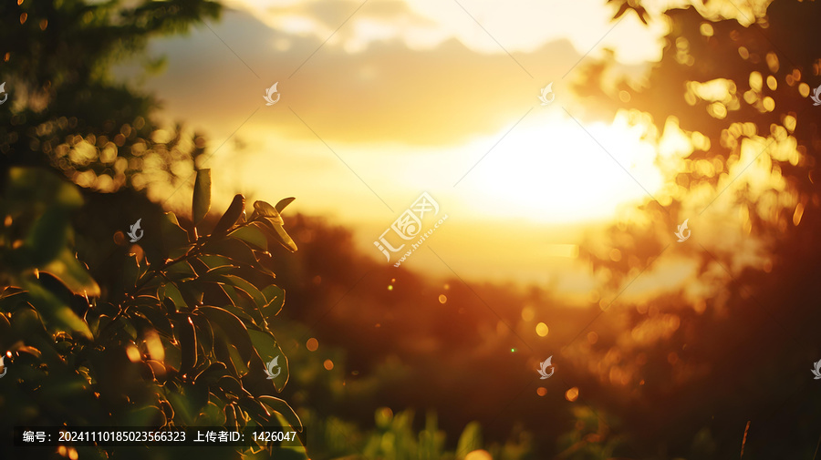 金色的夕陽與樹葉