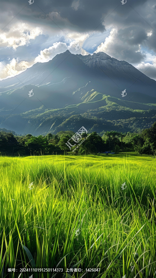 郁郁蔥蔥的稻田和遠處的山脈