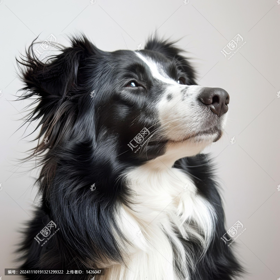 一只邊境牧羊犬正專注地看著遠方