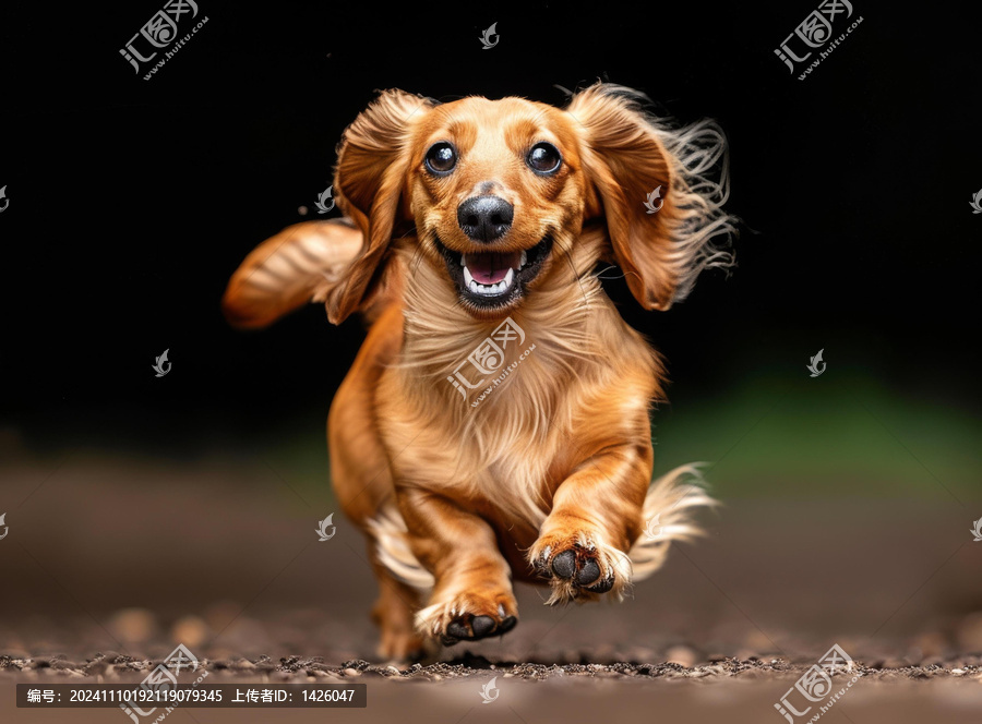一只快樂的棕色臘腸犬正在奔跑