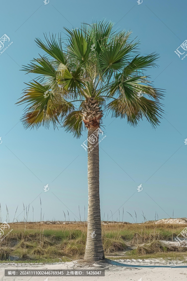 一棵高大的棕櫚樹(shù)矗立在海灘附近的草地上