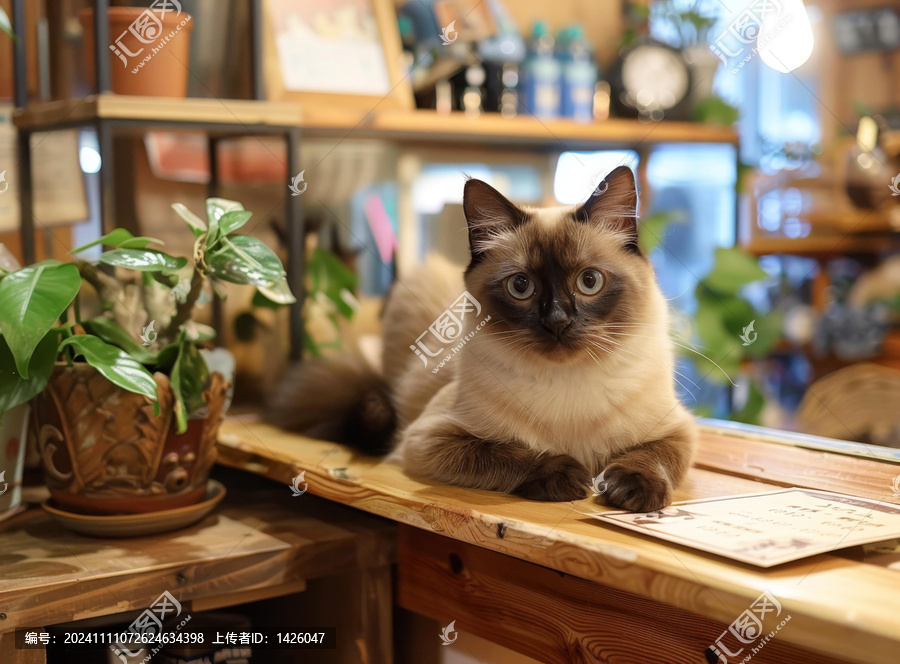 一只可愛的小貓坐在木質桌子上