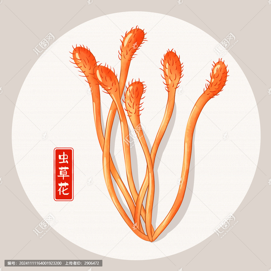 蟲草花插畫