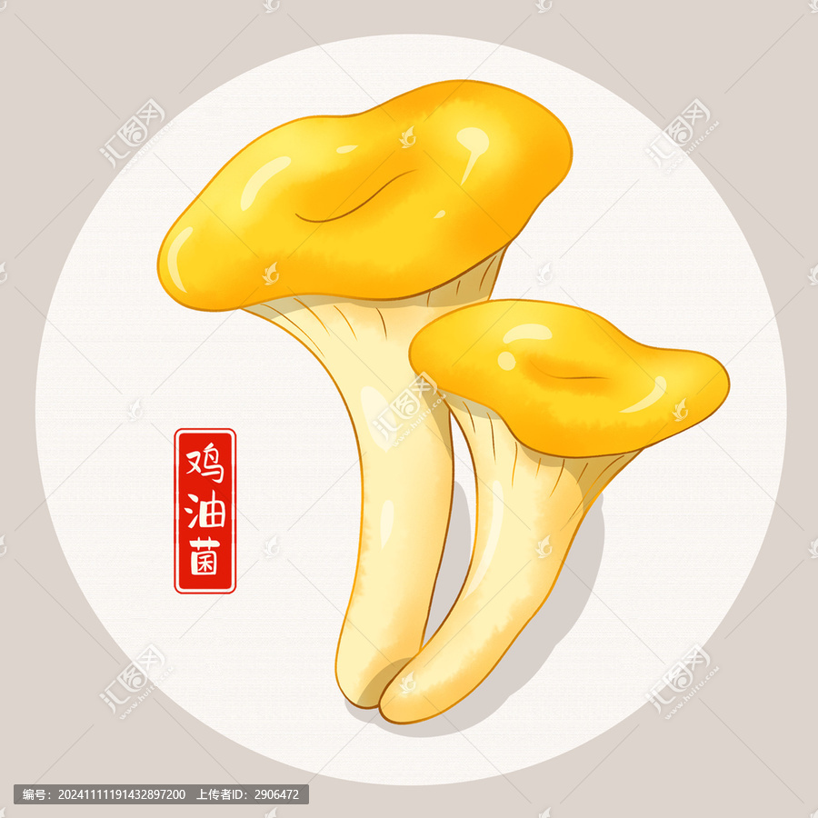 雞油菌插畫