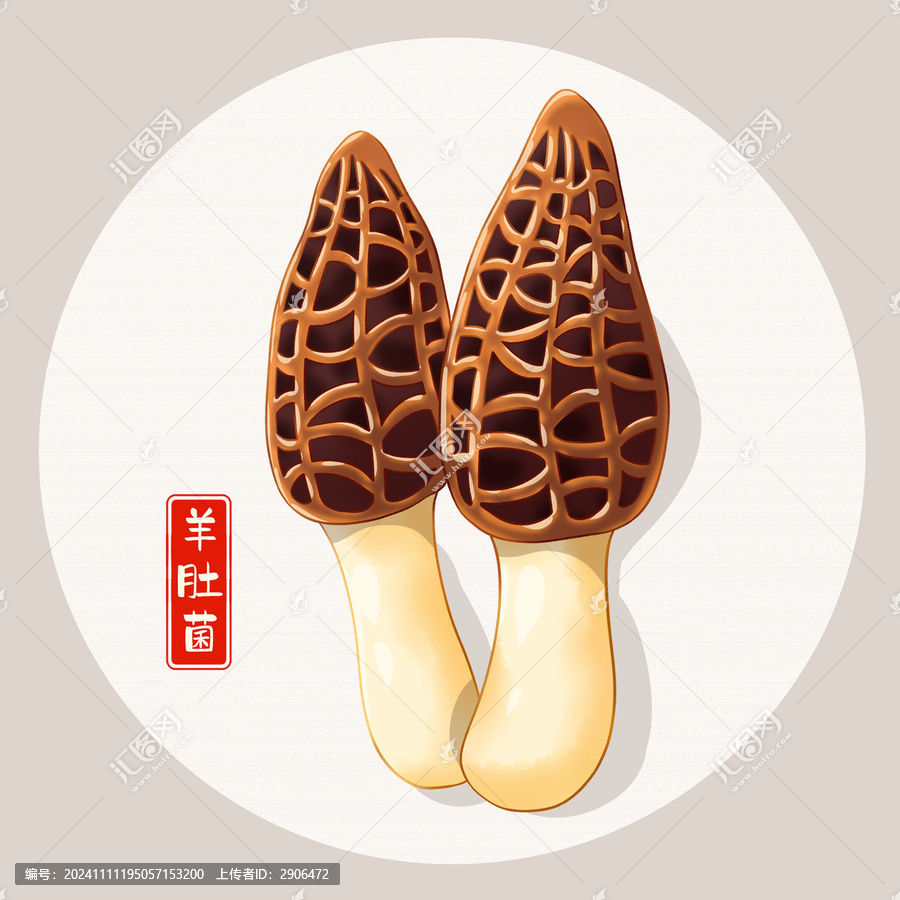 羊肚菌插畫