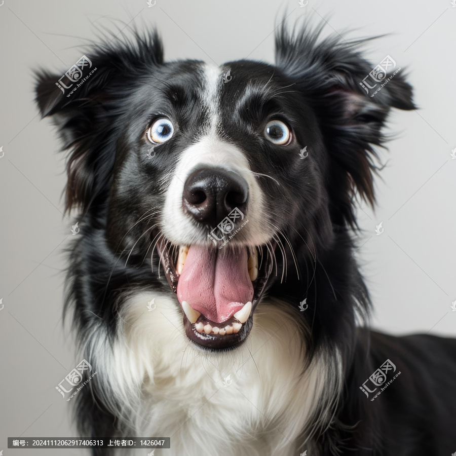一只藍(lán)眼睛的邊境牧羊犬臉上帶著大大的笑容