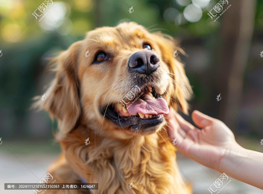 一只金毛獵犬被一個人撫摸著