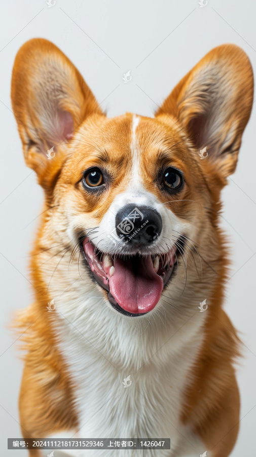 一只快樂的柯基犬