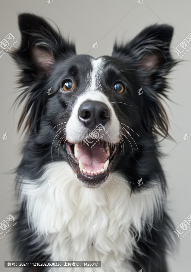 一只快樂的邊境牧羊犬正對著鏡頭微笑