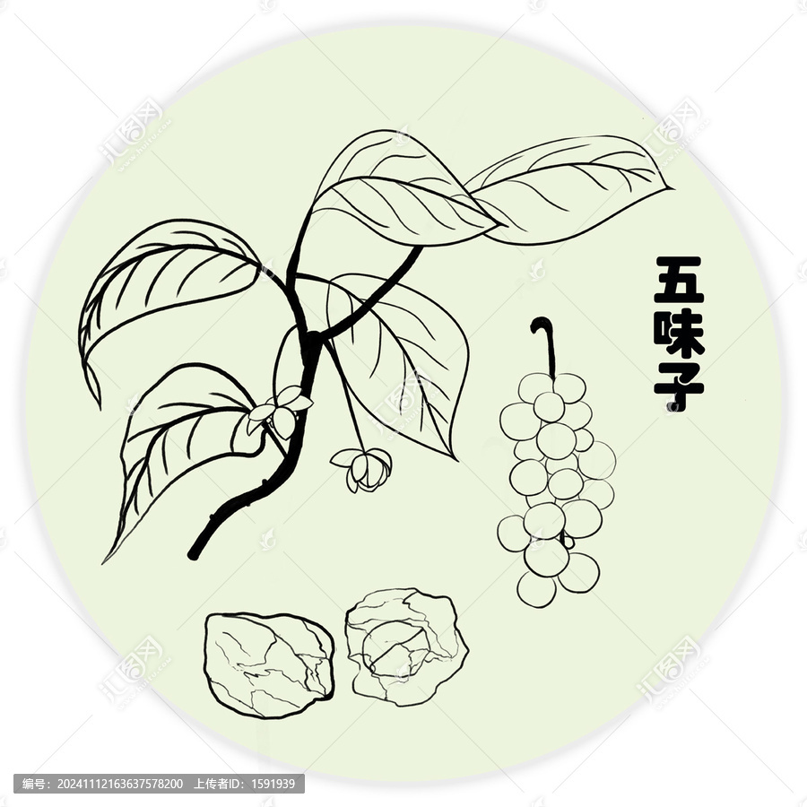 手繪中草藥五味子線稿