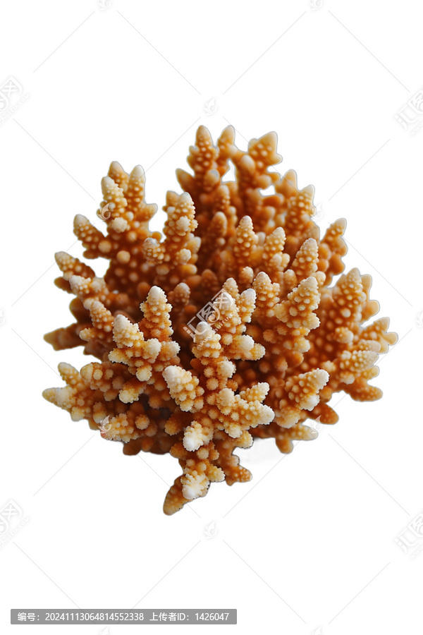 [免摳素材]珊瑚特寫：精致的自然藝術(shù)品