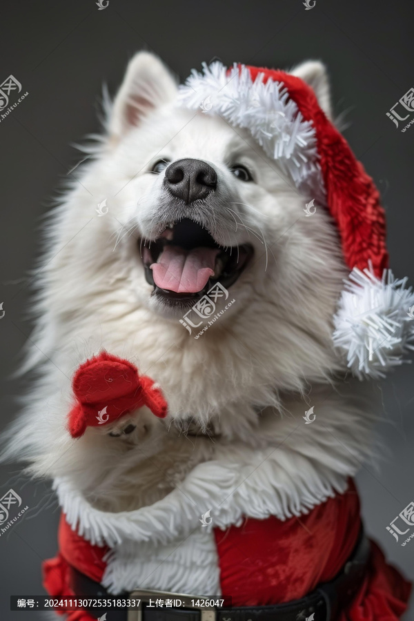 薩摩耶犬戴著圣誕帽