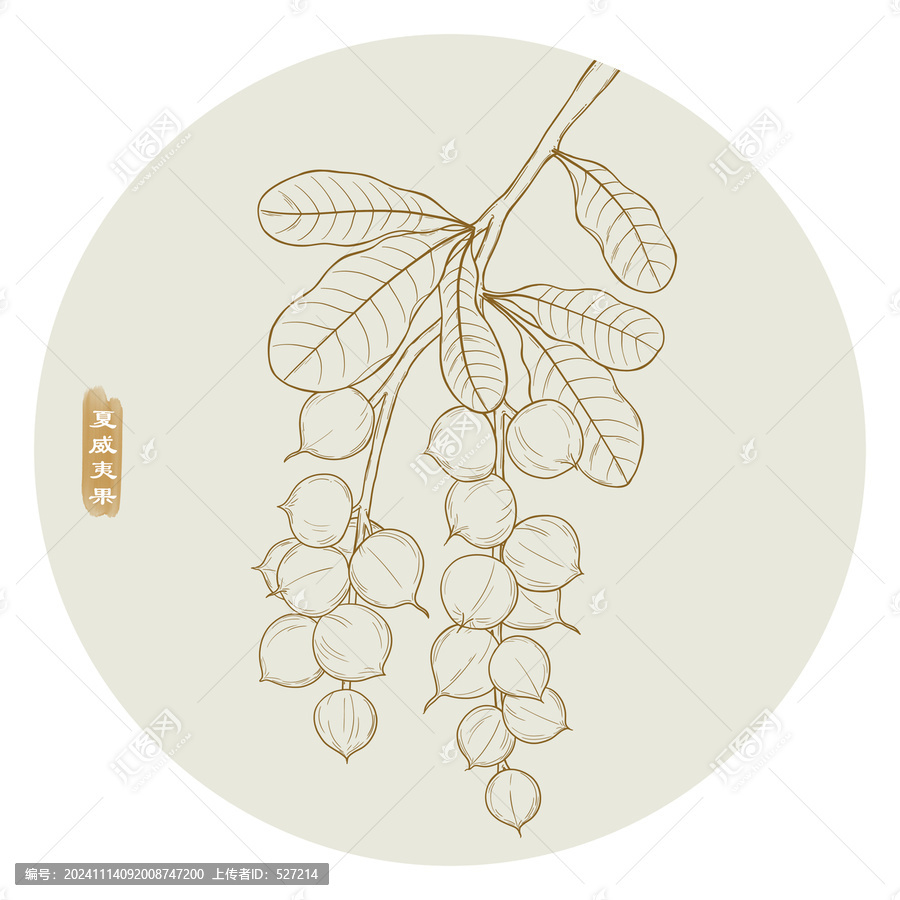 線描夏威夷果