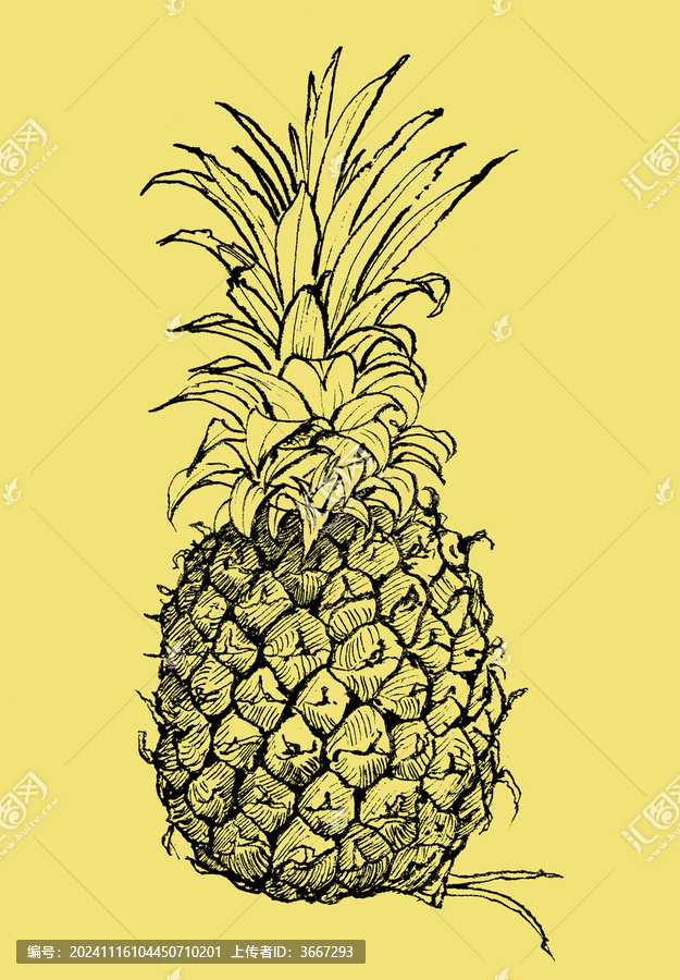 免摳菠蘿插畫線稿