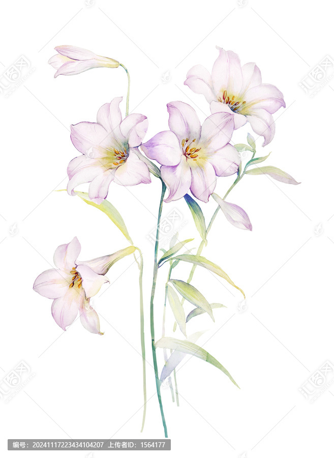 手繪花卉