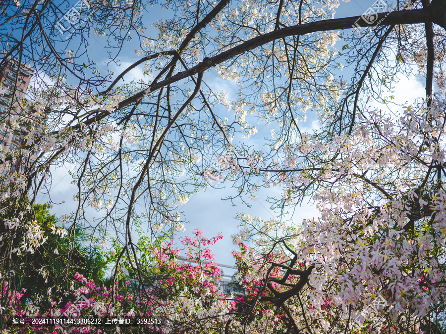 華南師范大學(xué)校內(nèi)白花異木棉花開