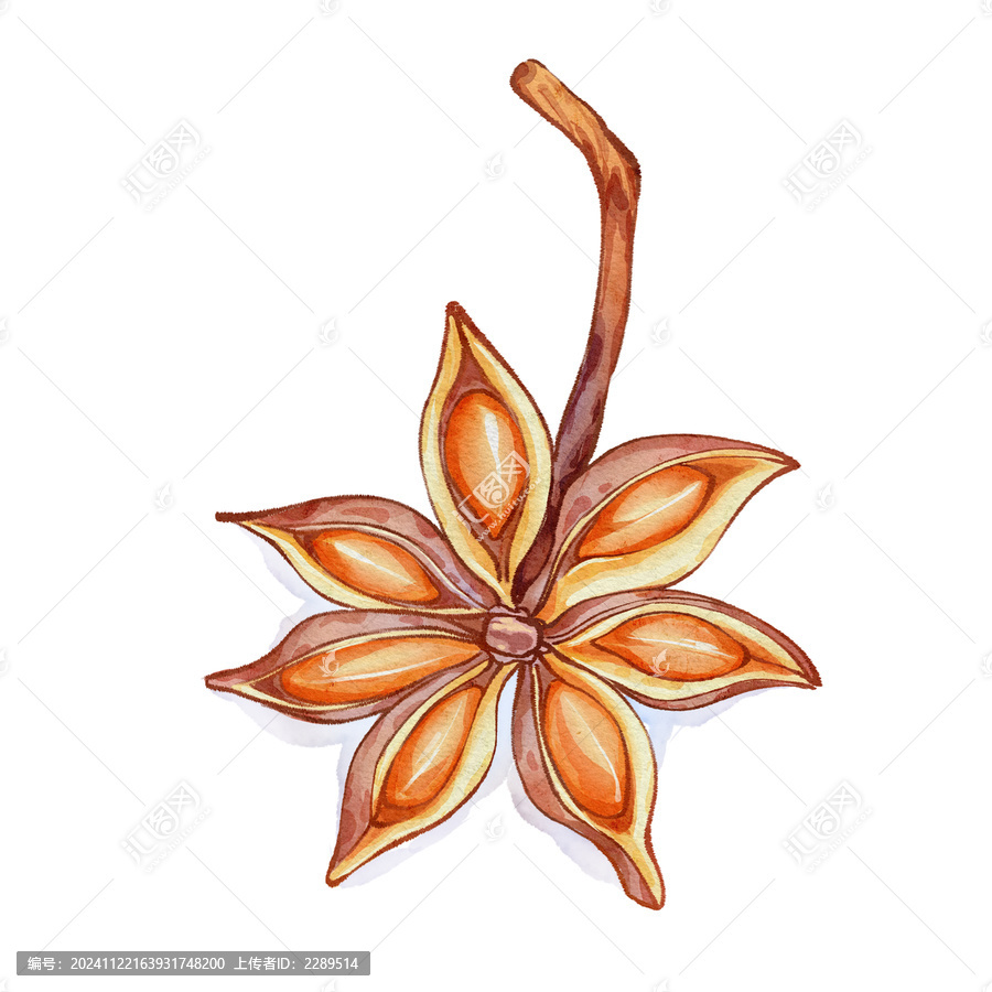 八角手繪中藥材水彩插畫